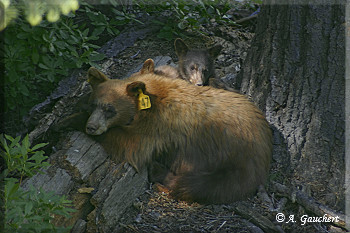 Blackbear mit Cub